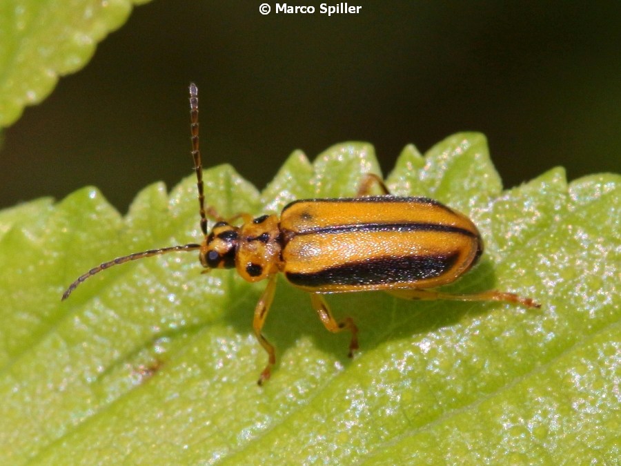 Xanthogaleruca luteola